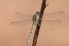 Orthetrum trinacria